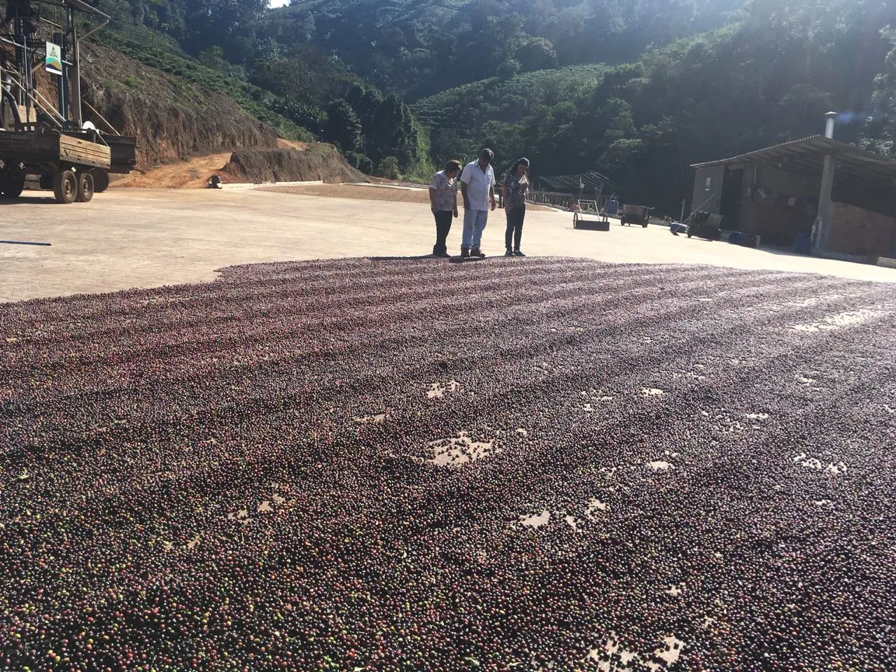 Brazil | Sitio Da Torre | Yellow Bourbon Natural #7895