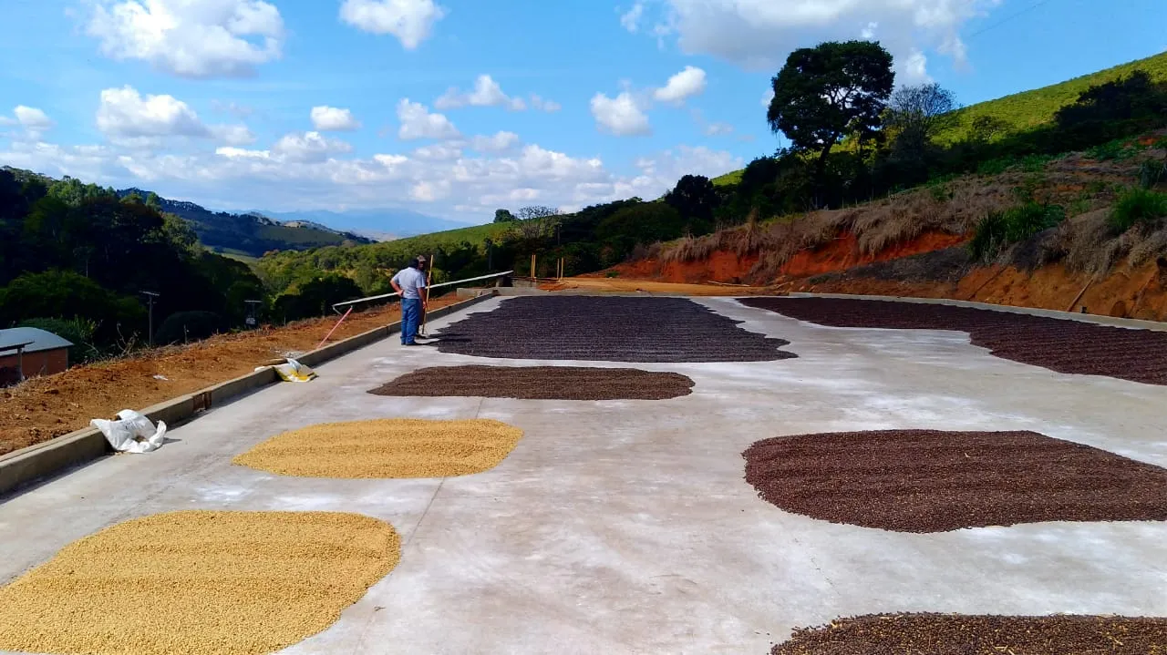 Brazil | Sitio Da Torre | Yellow Bourbon Natural #7895