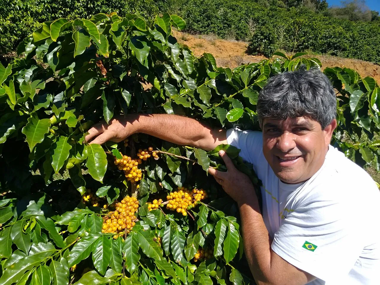 Brazil | Sitio Da Torre | Yellow Bourbon Natural #7895