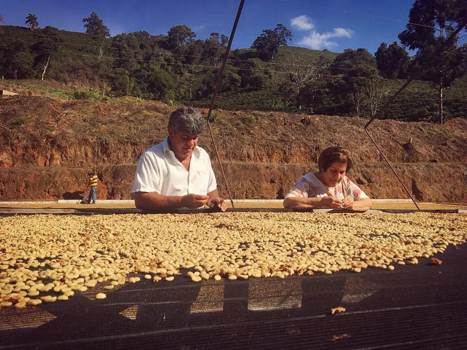 Brazil | Sitio Da Torre | Yellow Bourbon Natural #7895